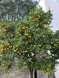 Loved this tree in the garden