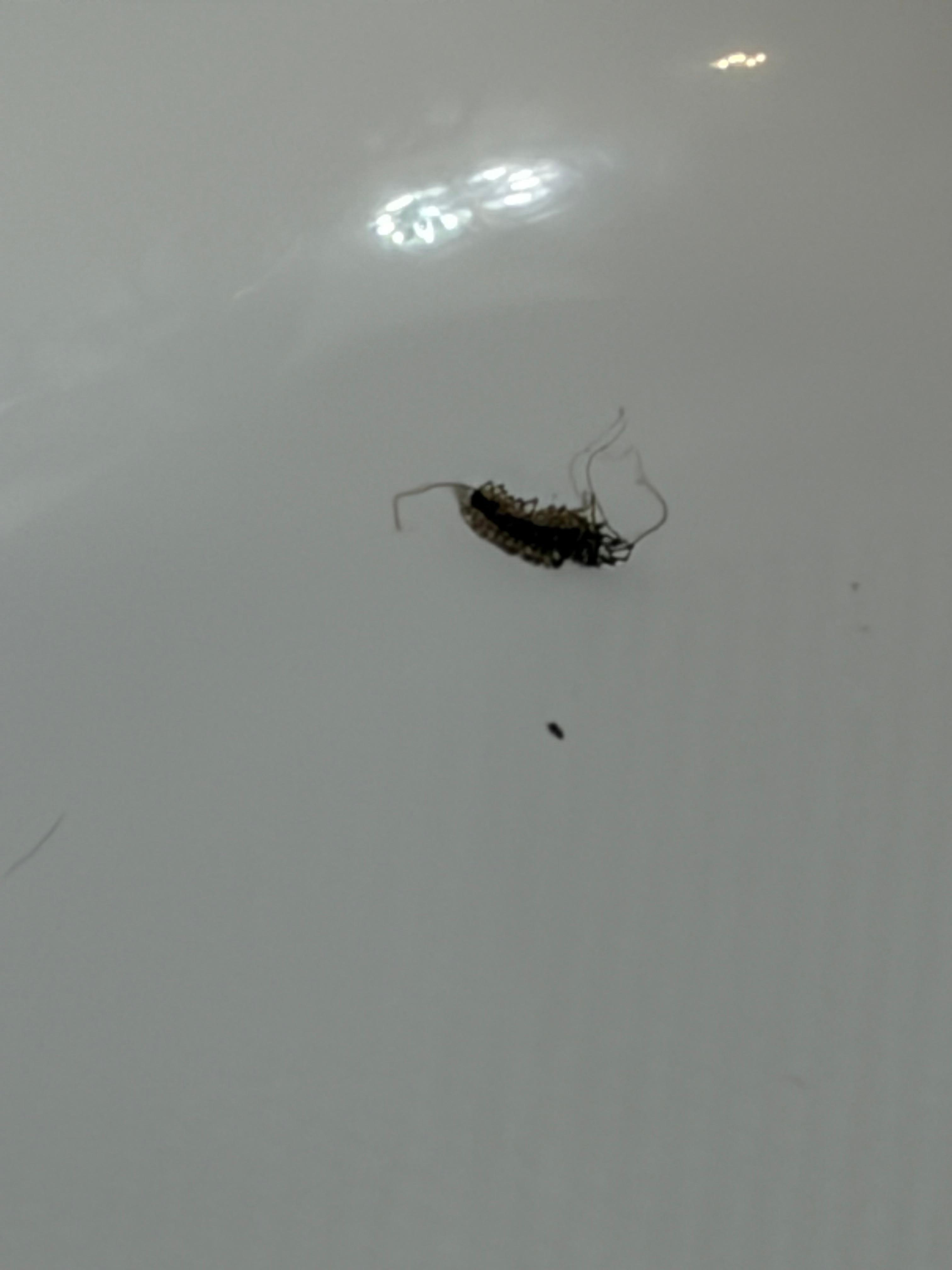Bugs in whirlpool tub