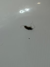 Bugs in whirlpool tub