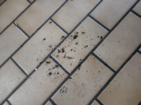 Dead flies swept in kitchen