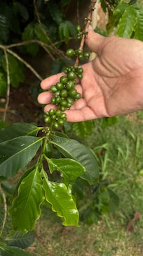 Coffee Tree!