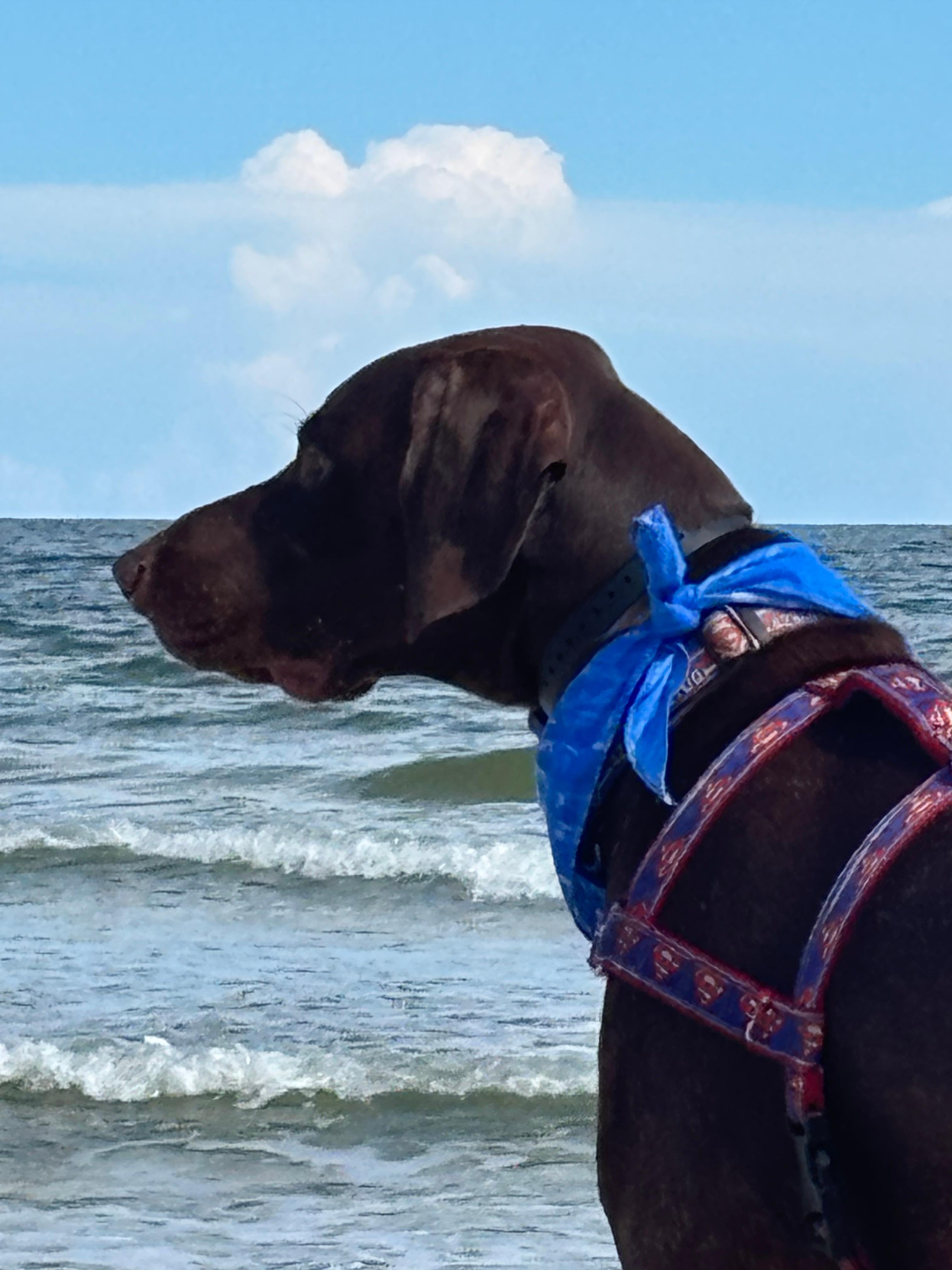 Clark the beach bum🤪