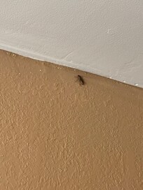 Sharing the bathroom.