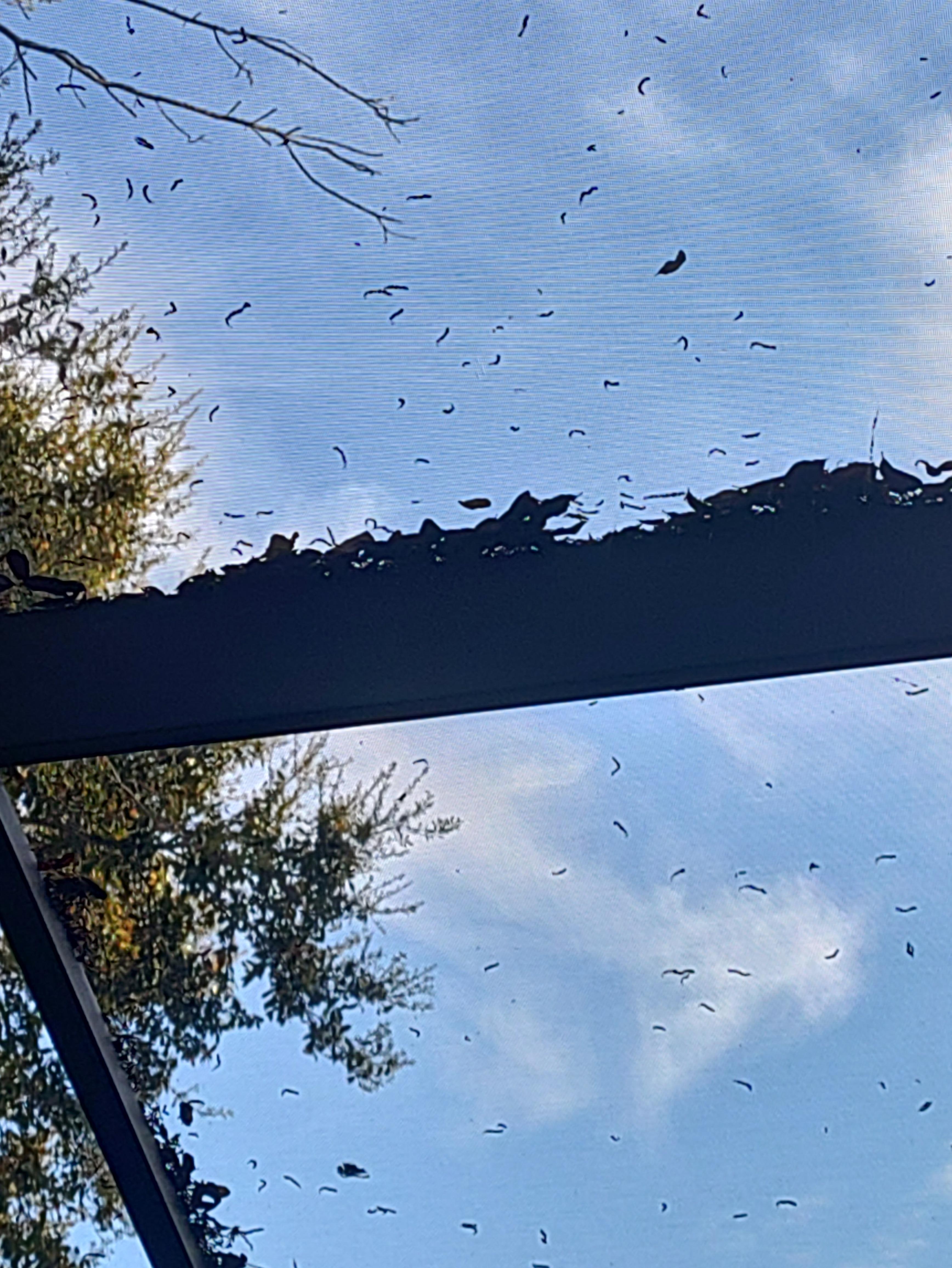 debris on pool cover
