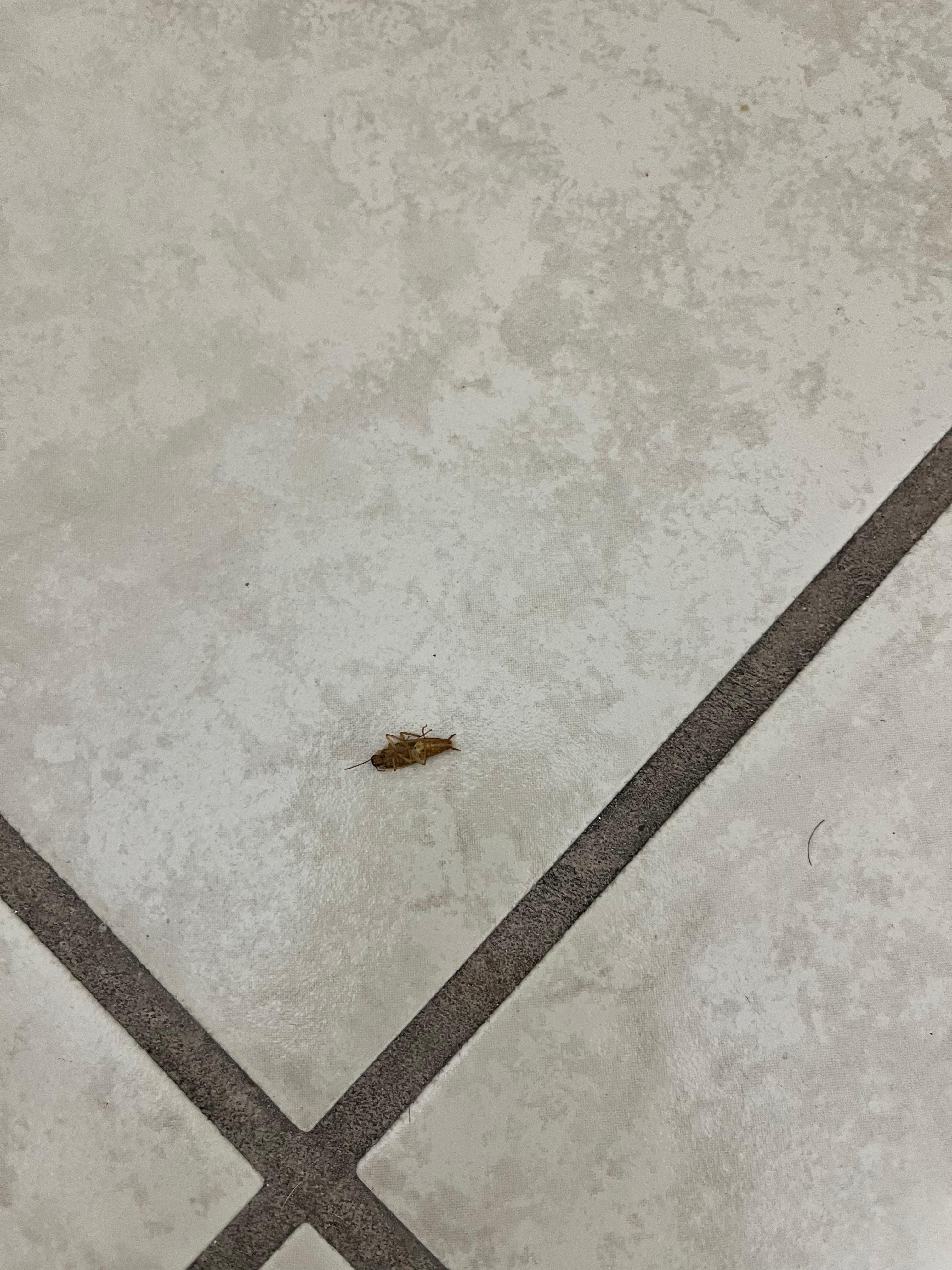 Baby cockroach in bathroom. My wife has the pic of the big cockroach 