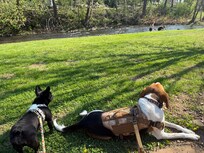 Walking the Hawksbill Greenway with the kids and the dogs.