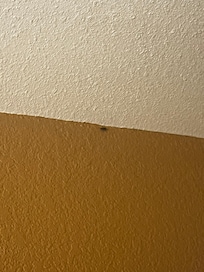 Roach on the bathroom ceiling