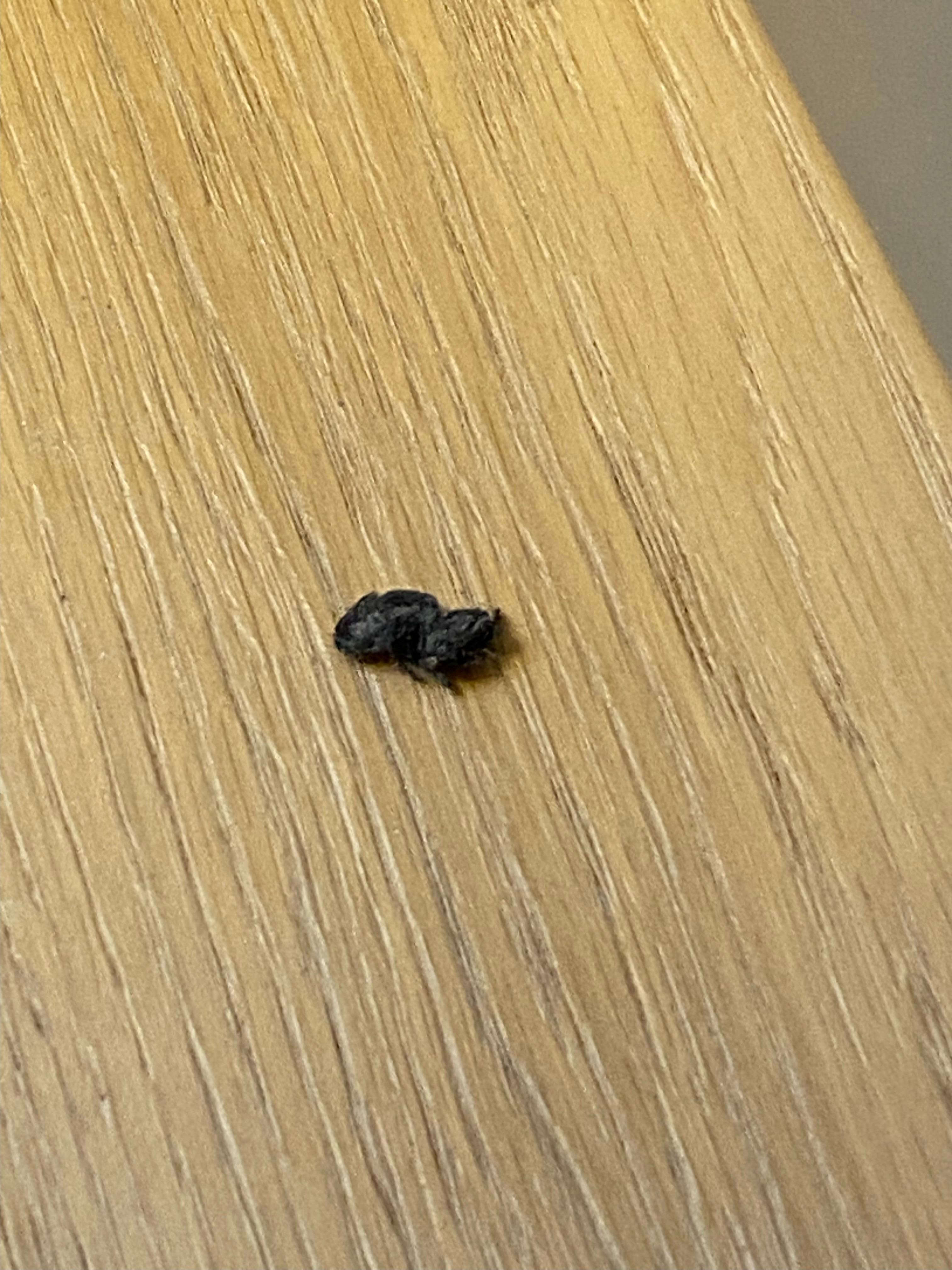 PRÉSENCE DE NOMBREUX INSECTES DANS LA CHAMBRE