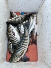 Our limit of stripers