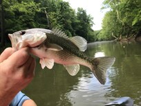 Catching bass on Salt Creek