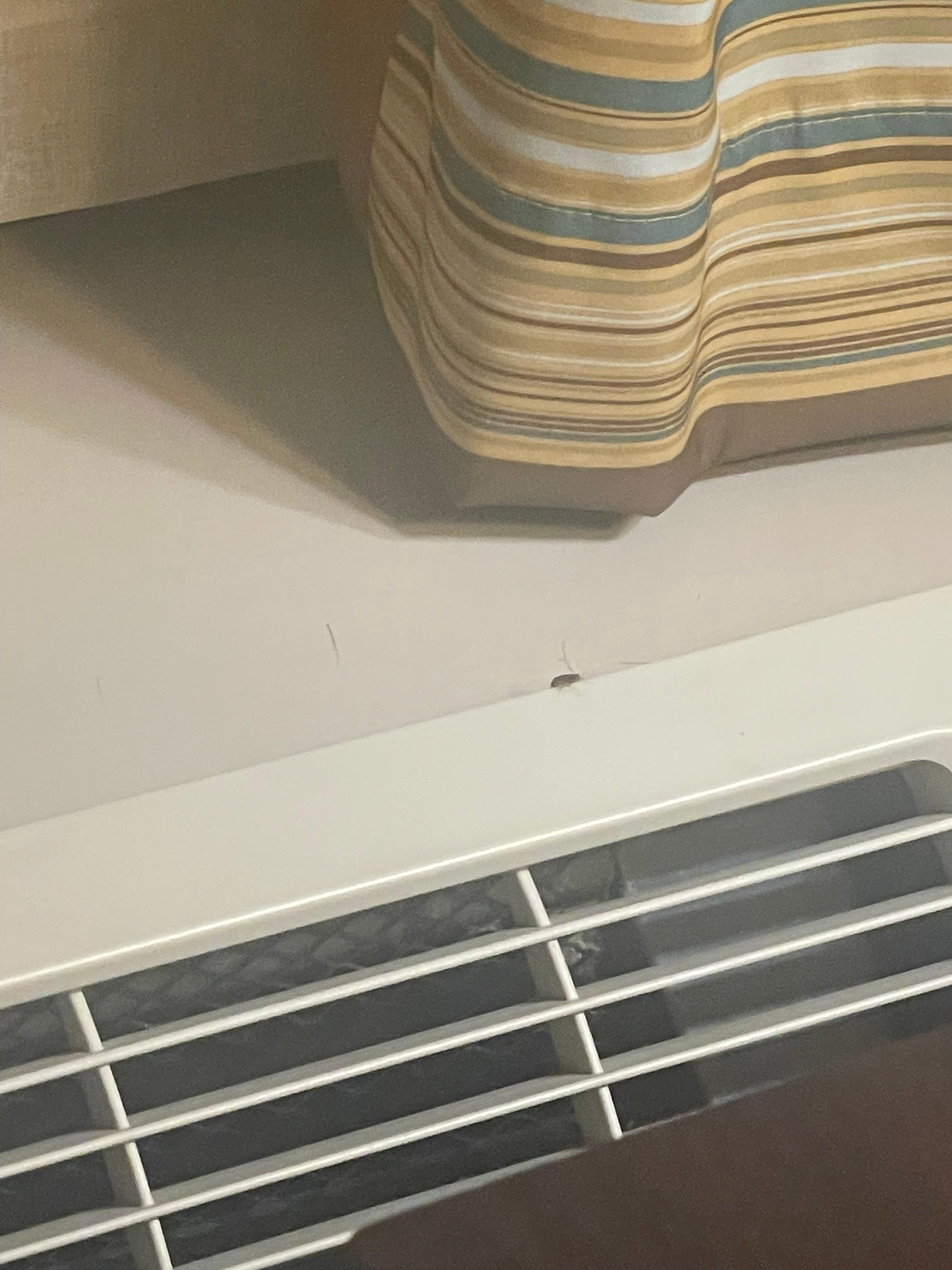 See a roach crawling on the a/c unit