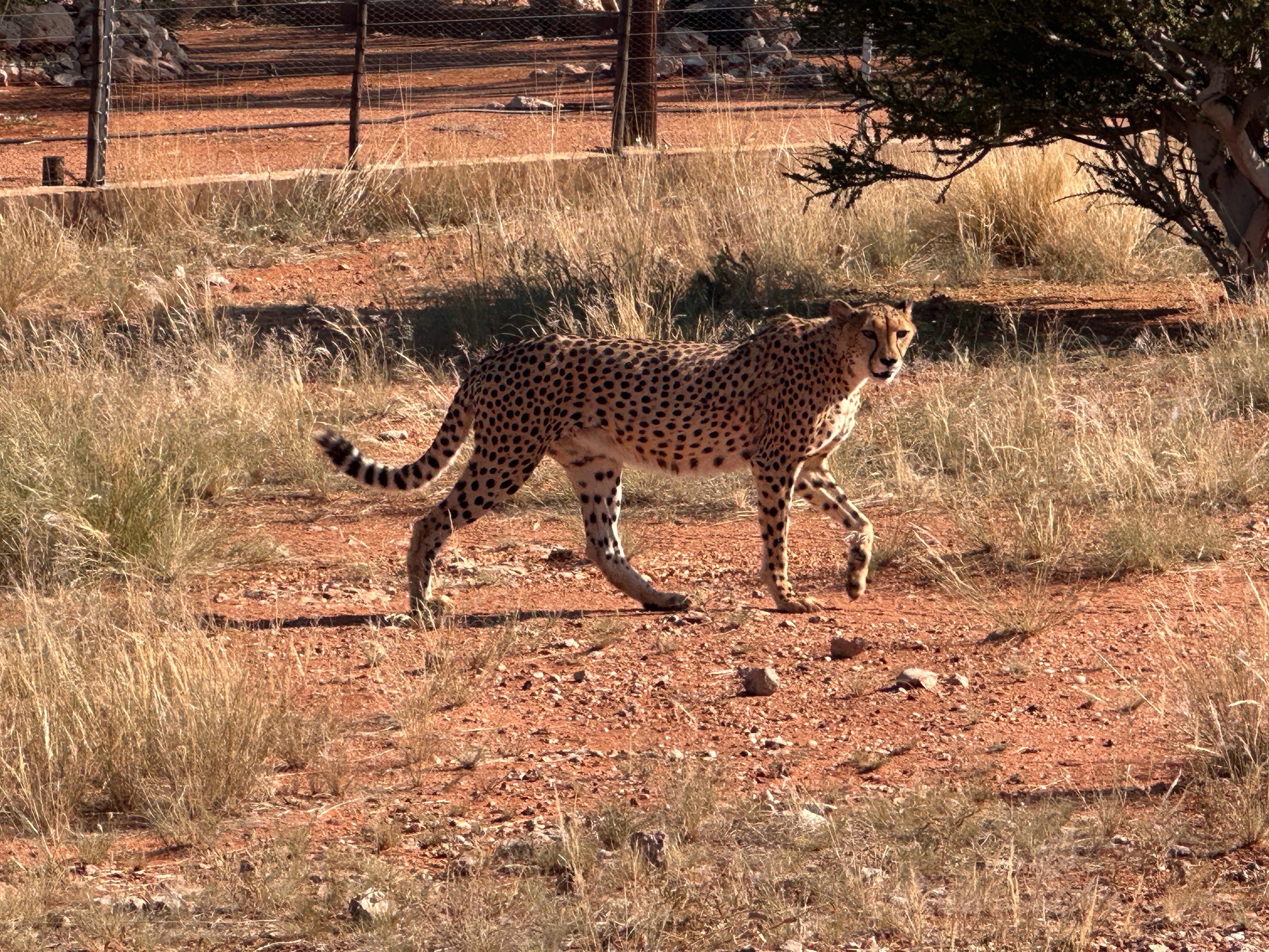 Cheetah encounter.