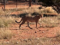 Cheetah encounter.