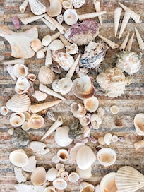 Lots of shells to be found along the beach in this location! The kids loved that.