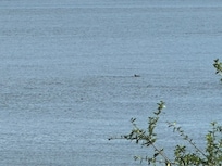 Dolphins from the balcony