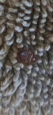 Bed bugs infestation (picture provided to Owner & VRBO)