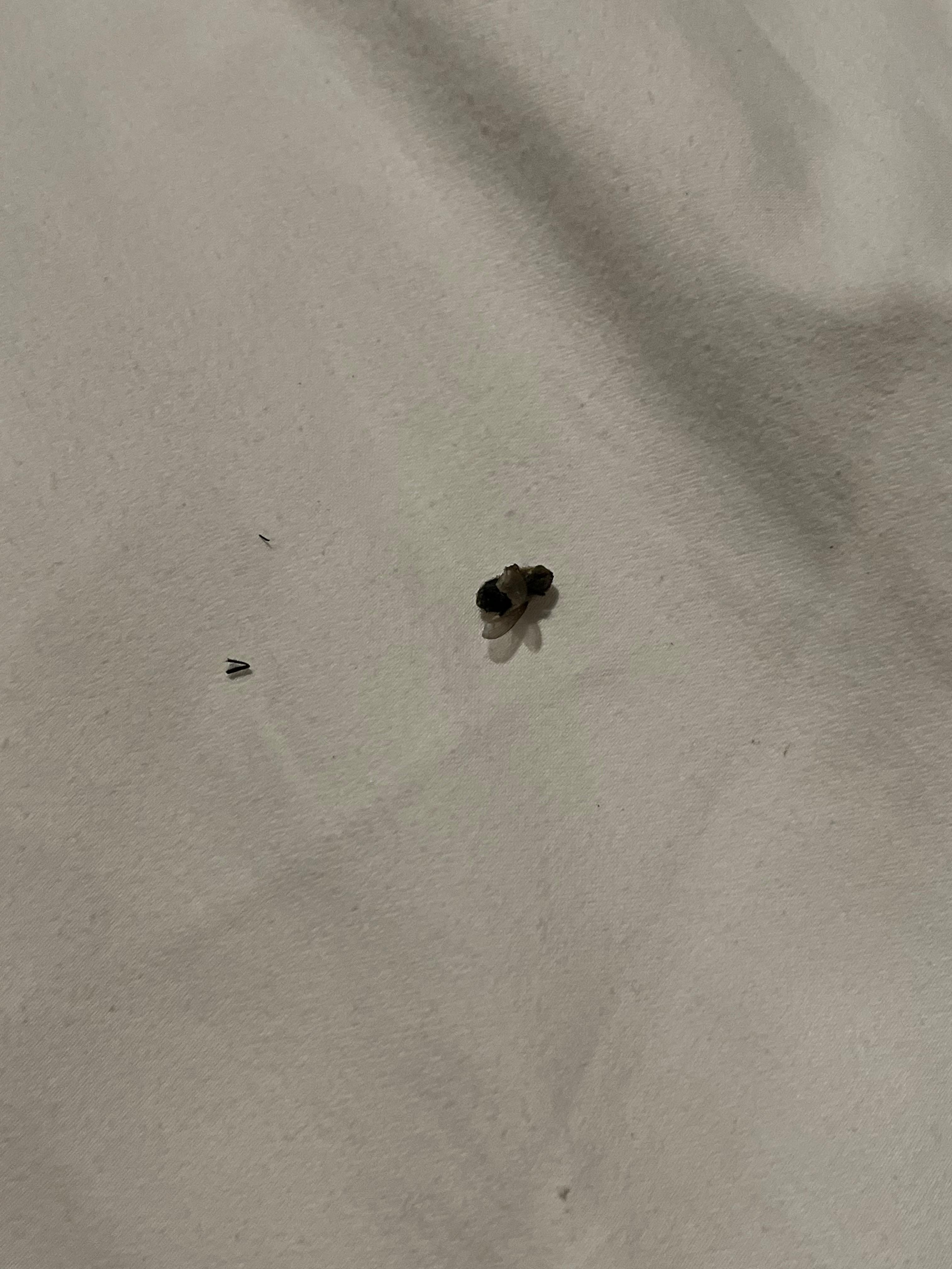 Dead insect inside bed.