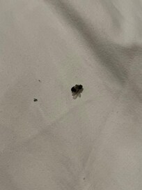 Dead insect inside bed.