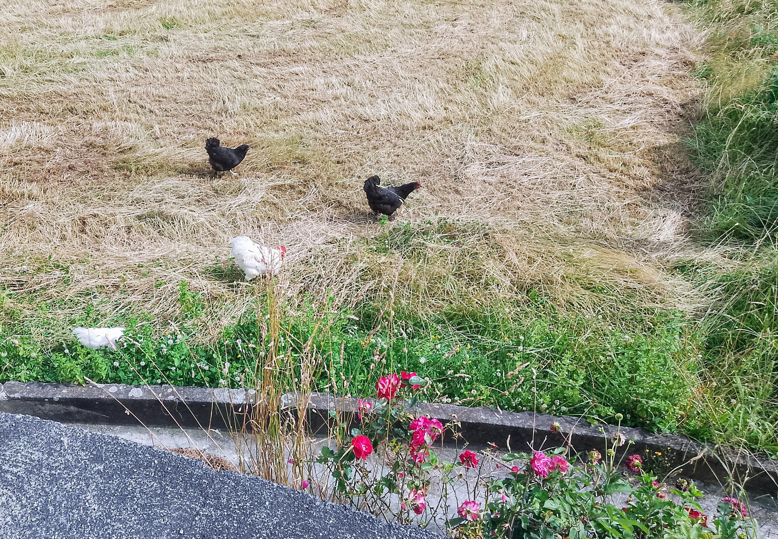 Our next door neighbours