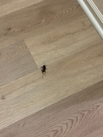 Giant roach