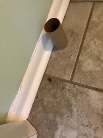 Bathroom roach.