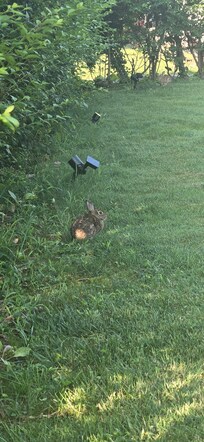 #1 of the 2 bunnies