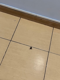ゴキブリの死骸