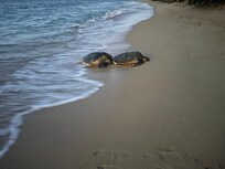 Few turtles coming up to shore almost daily.