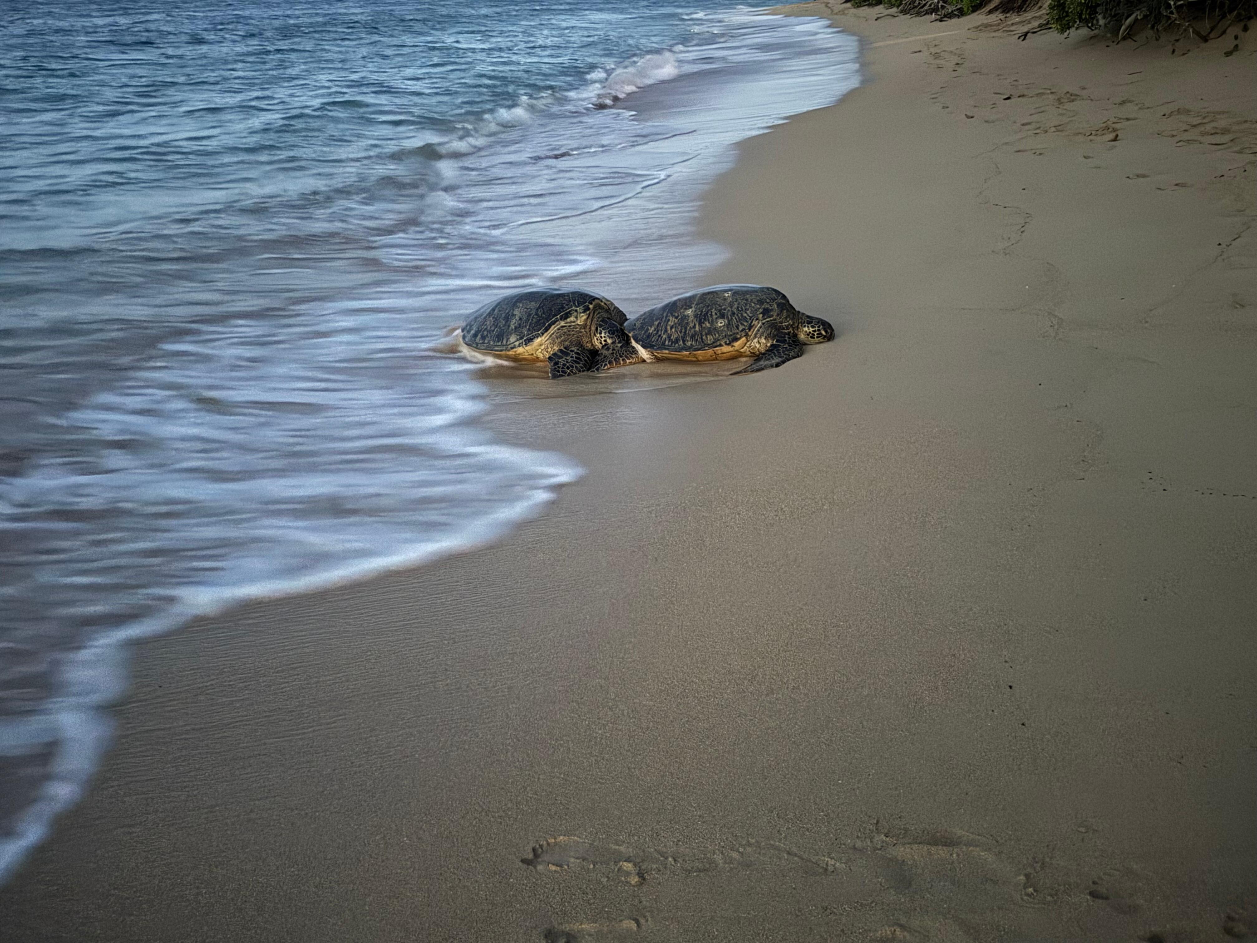 Few turtles coming up to shore almost daily. 