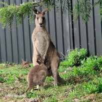 The local mum and baby next door So many kangaroos hopping around town .