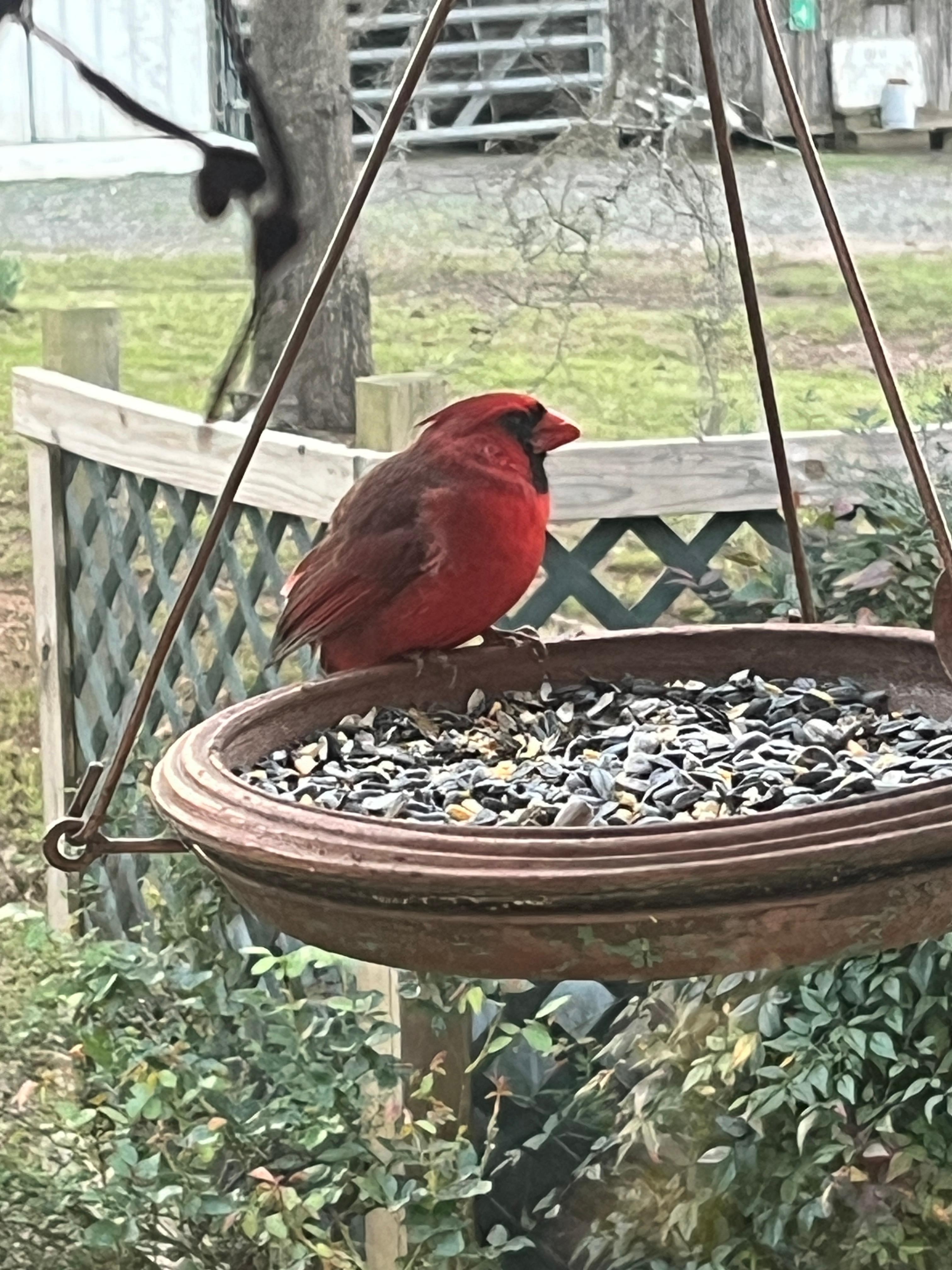 Loved watching all the birds!!