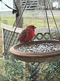 Loved watching all the birds!!