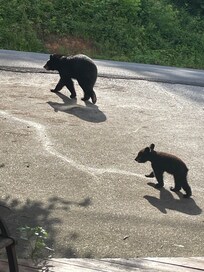 Bears in the driveway!