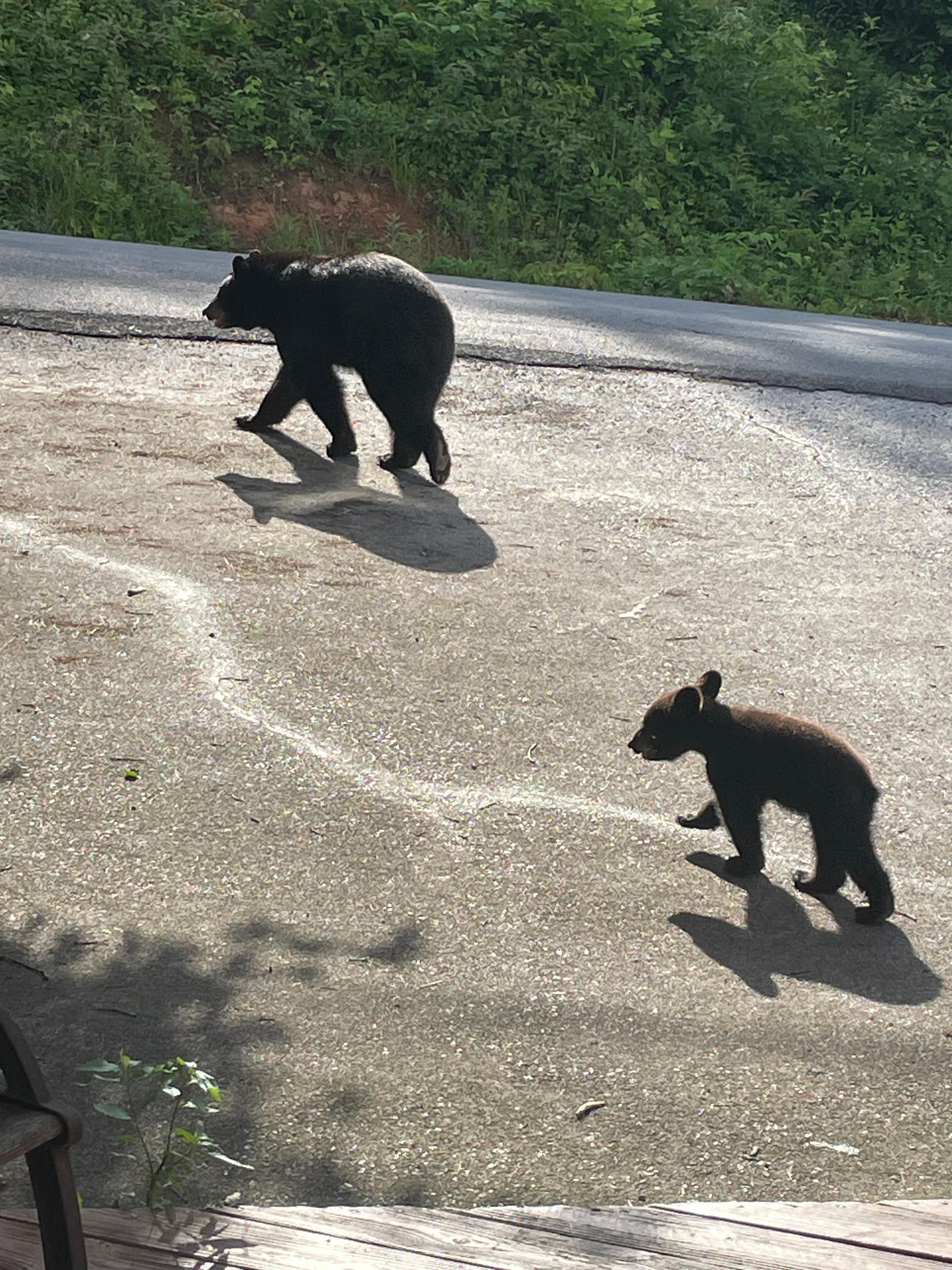 Bears in the driveway!