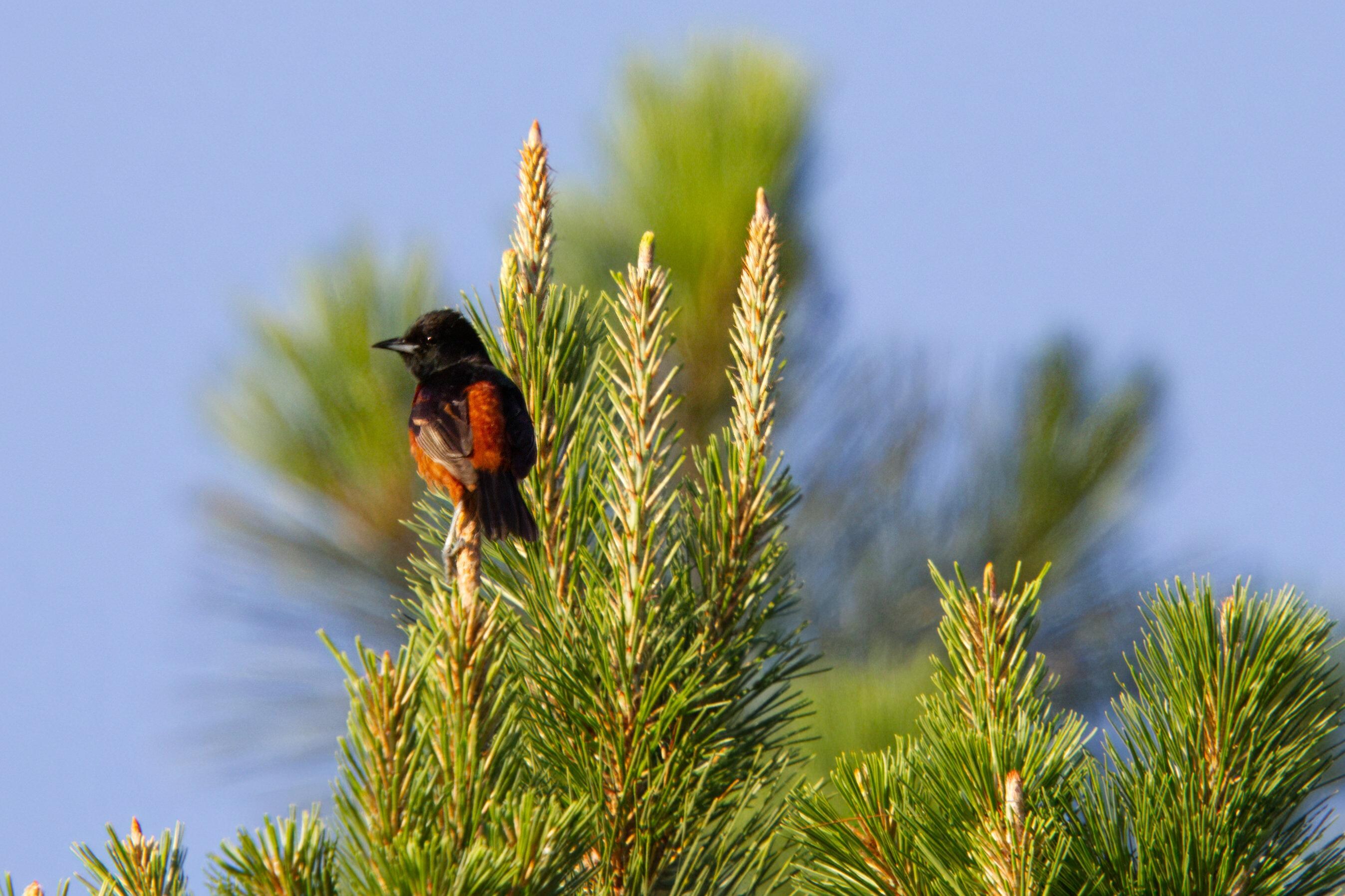 Orchard Oriole
