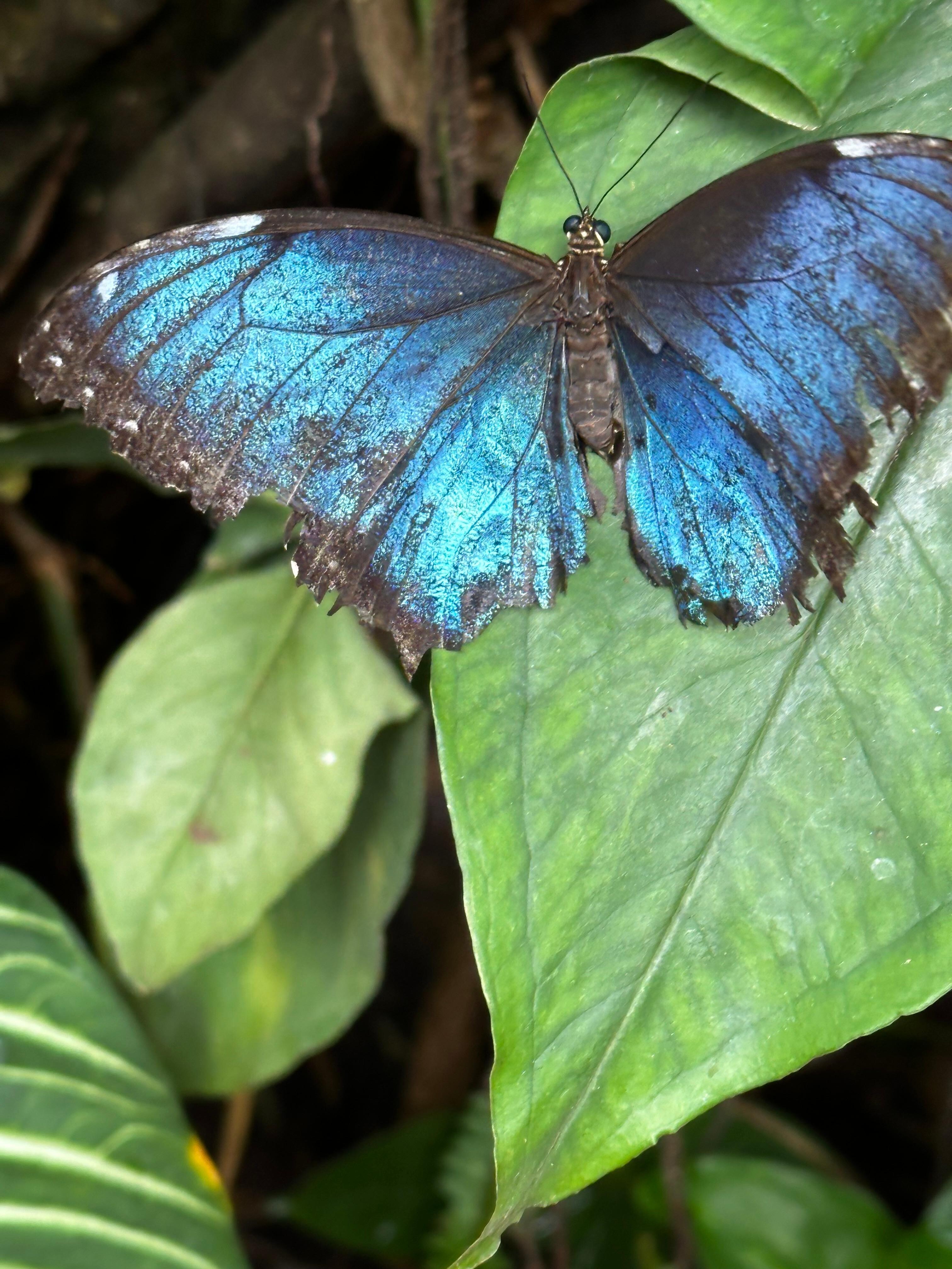 Morpho butterfly at Butterfly solarium 