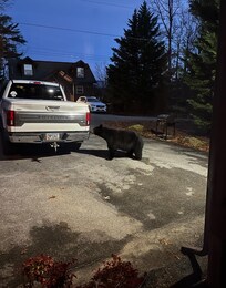 Bear in driveway - we loved it