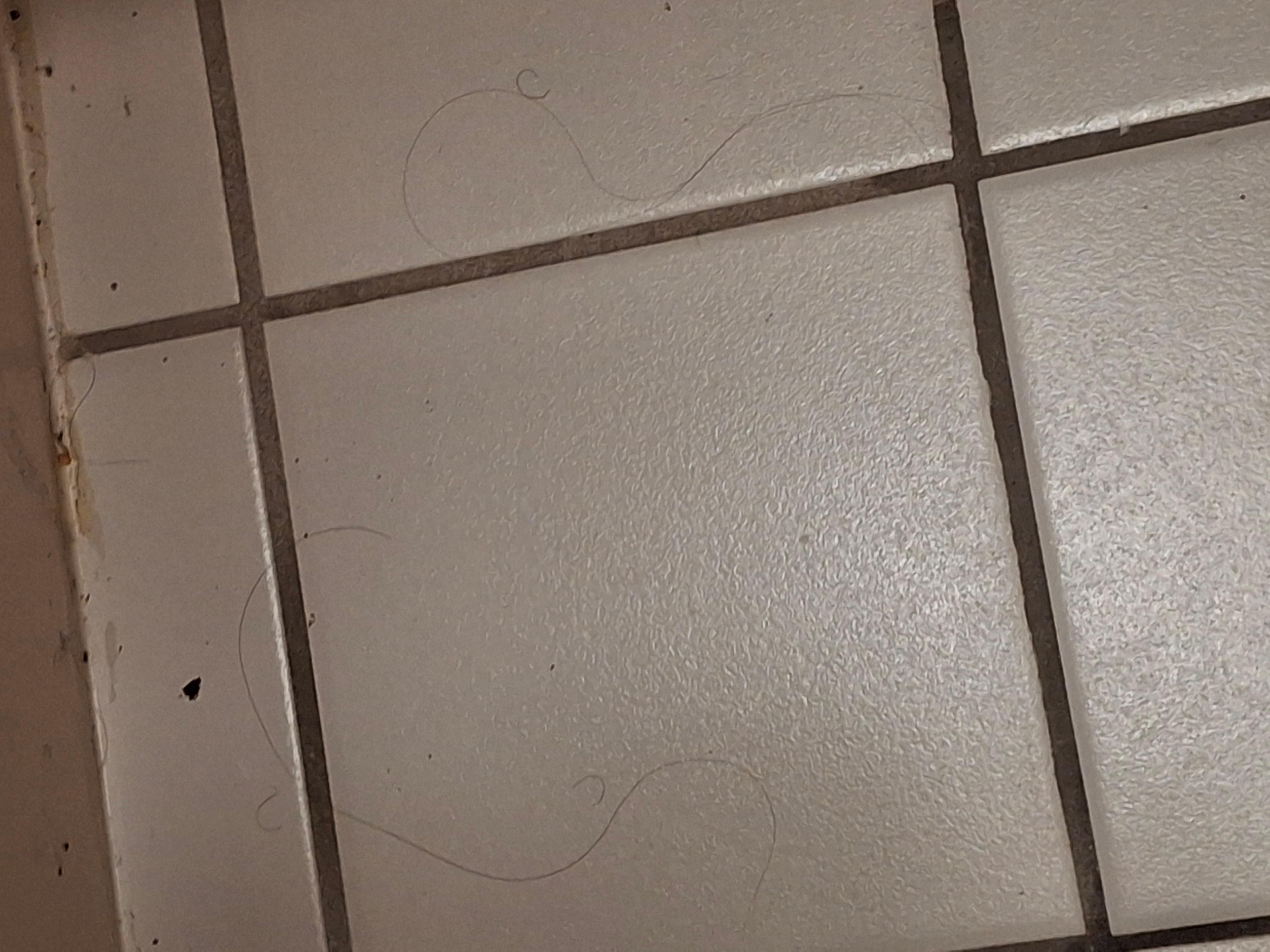 Long hairs on the floor