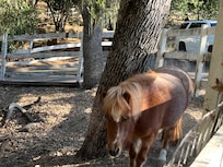 Pony in the front yard