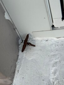 Rusty nail in back porch that could have hurt our children, I moved out of the way