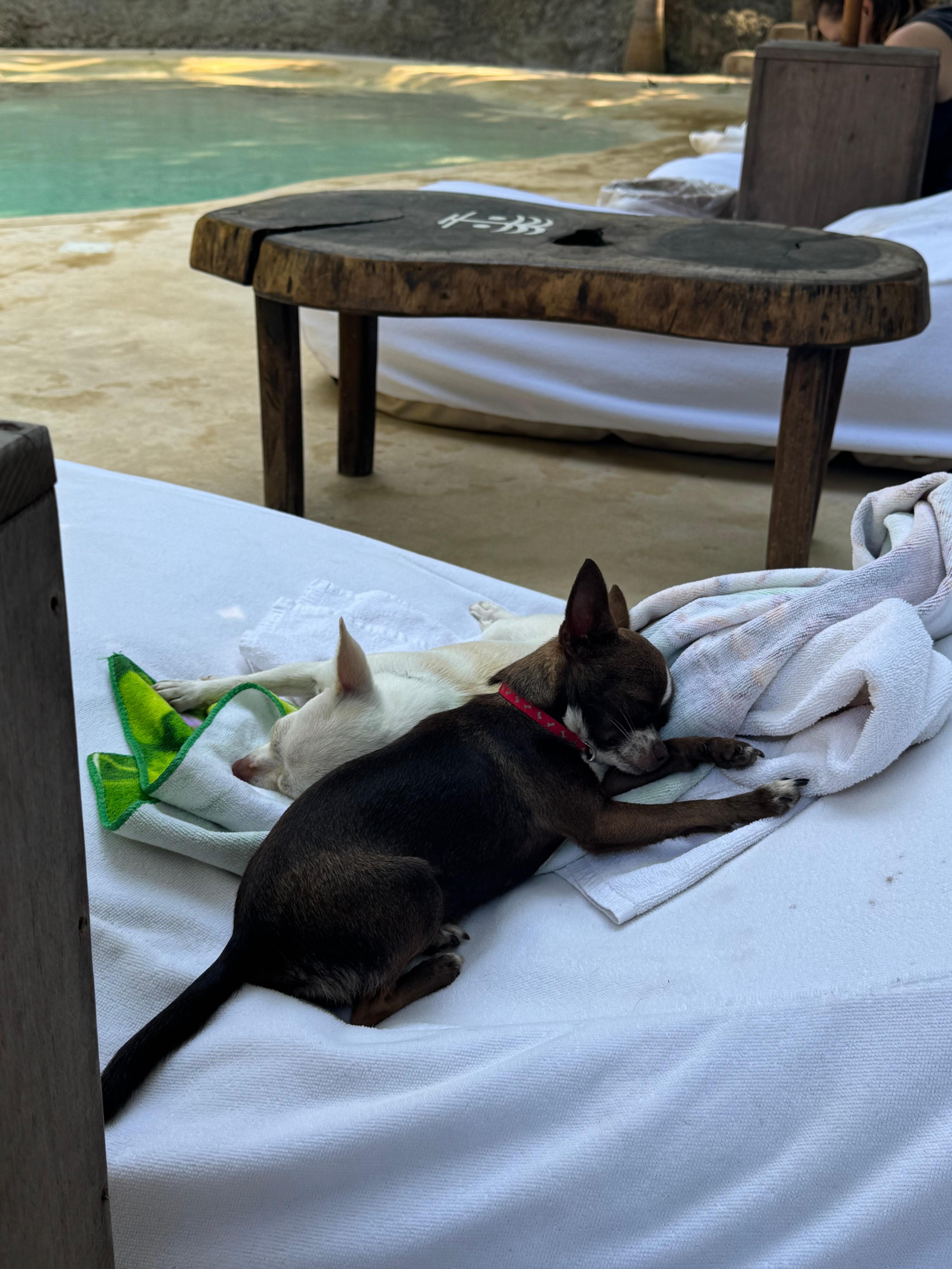 A couple of chihuahuas that belong to the owner. Very friendly girls 