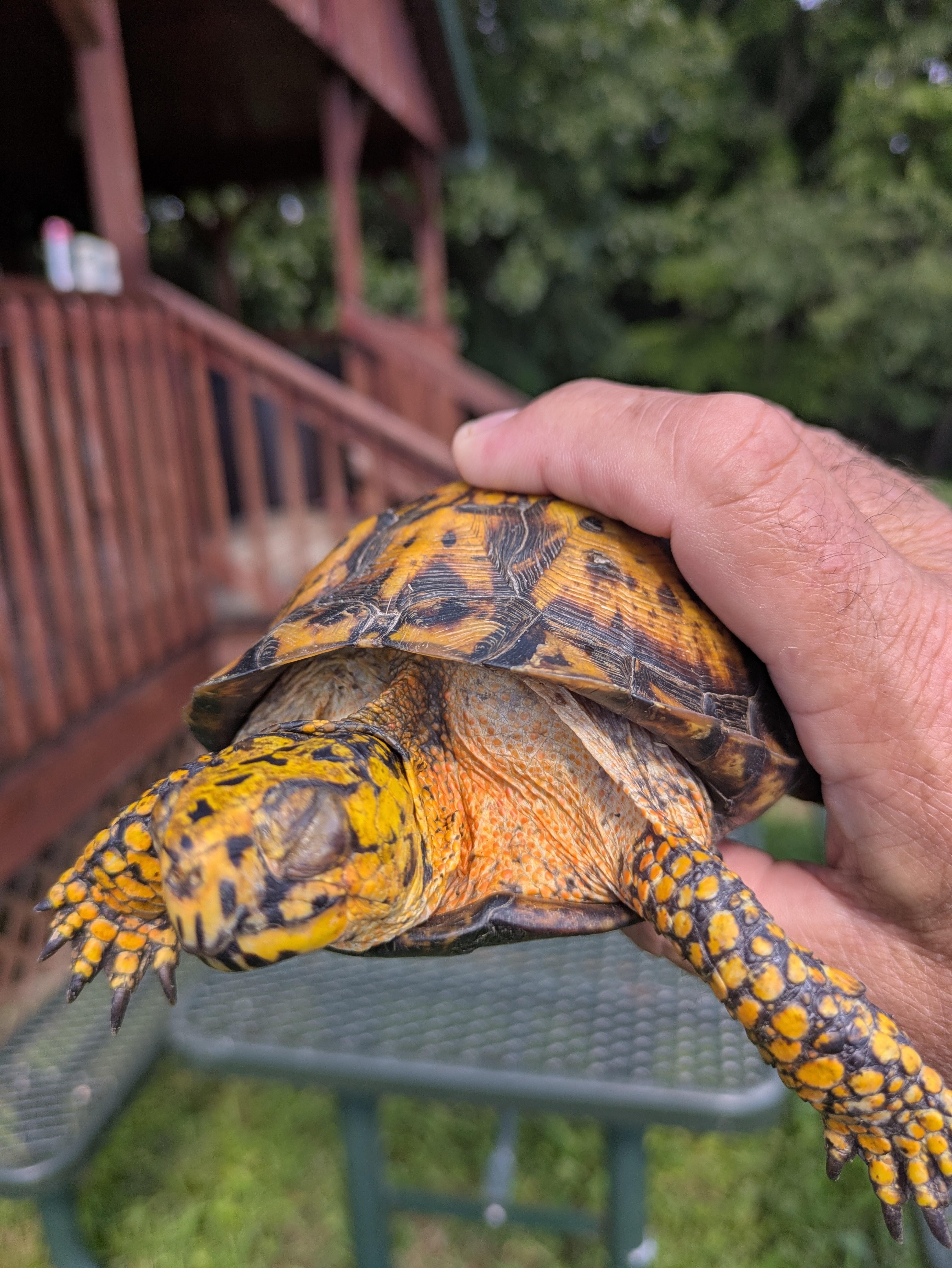 Very vibrant colors on this turtle we found in the front yard.