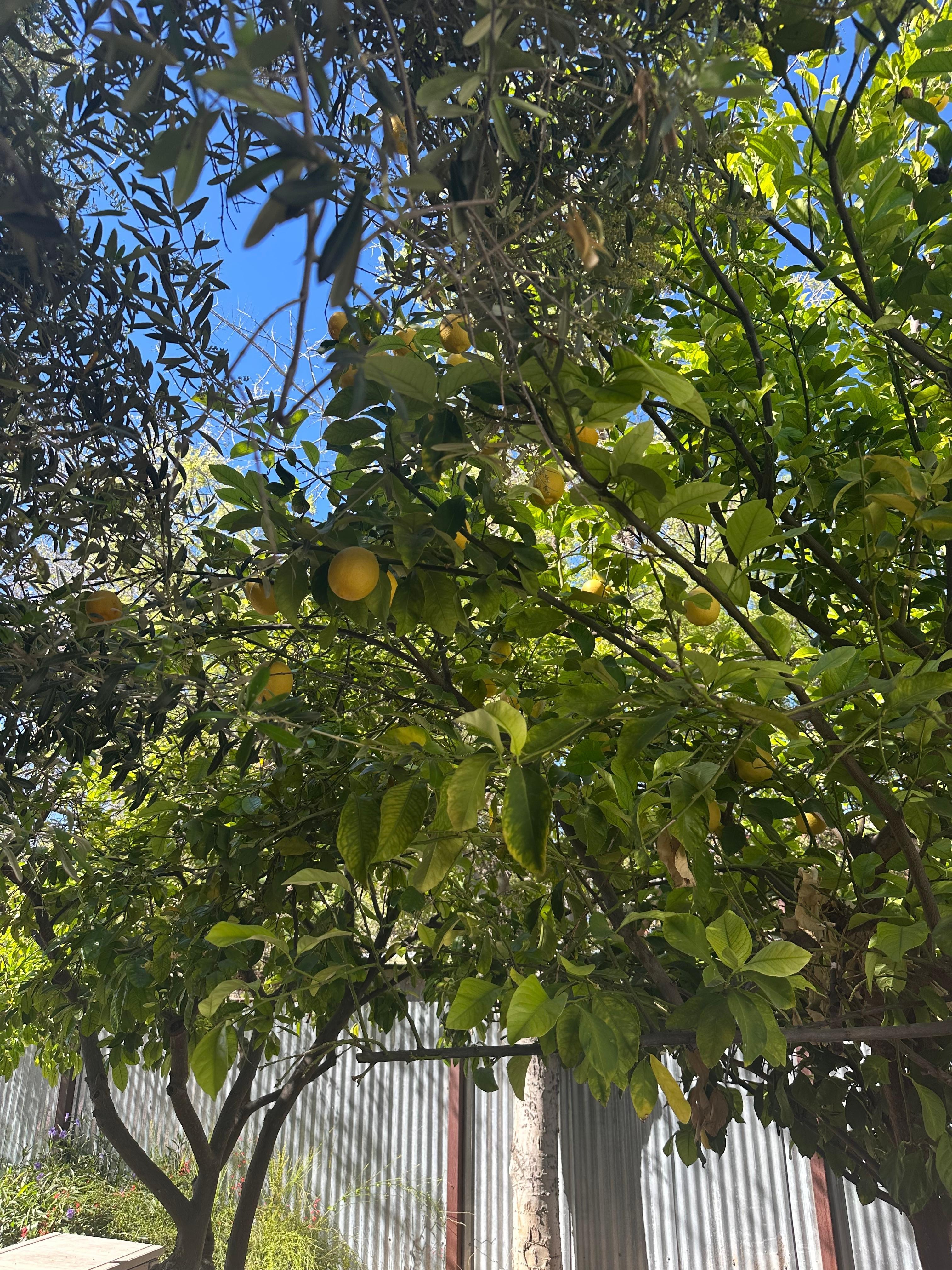 Loved making lemonade from this great lemon tree