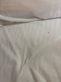 Hair and crumb in bed under the covers