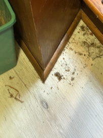 Dead bugs swept into a corner