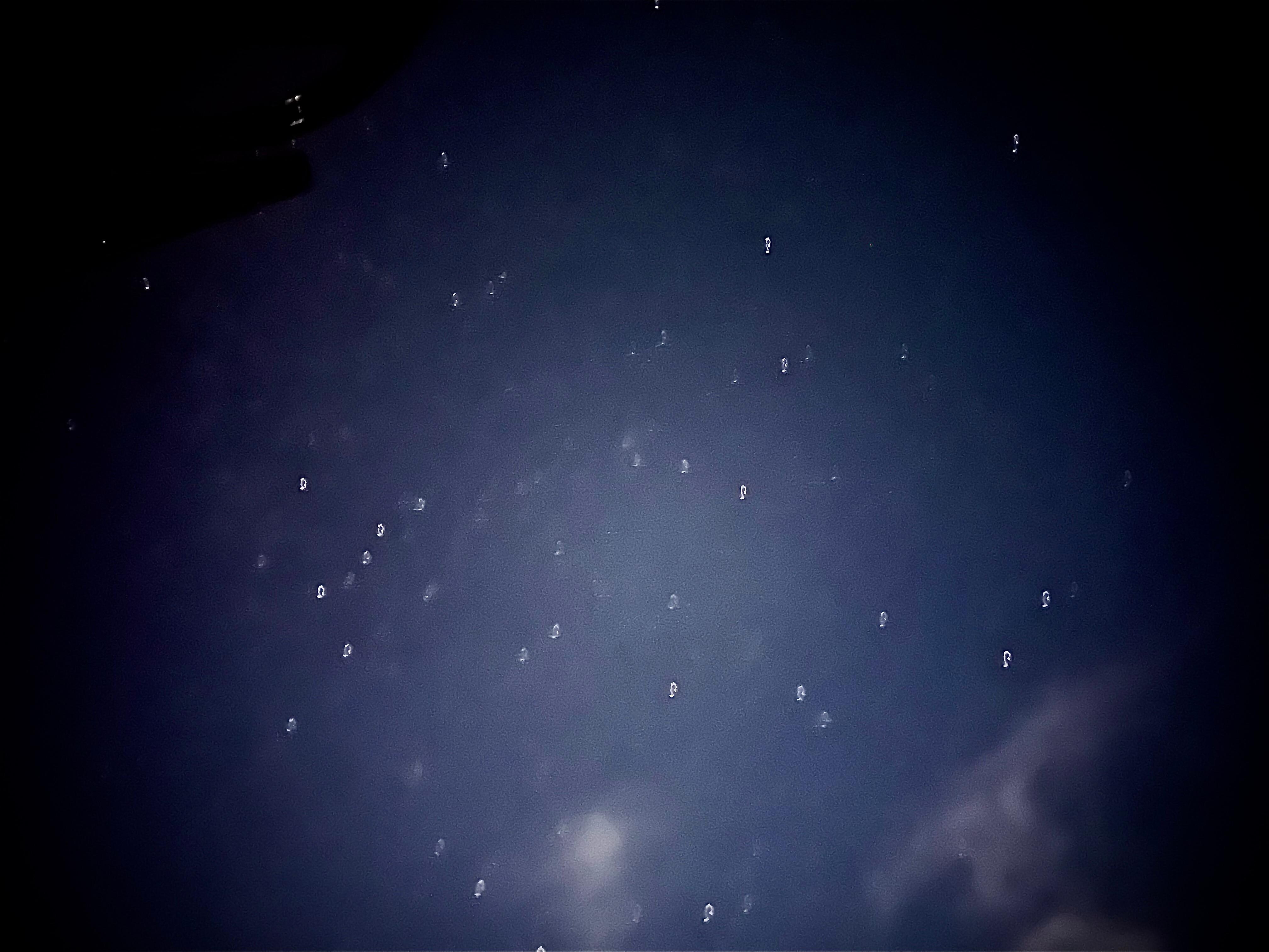 Stars over home