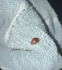 Bed bug