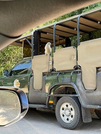 Safari truck