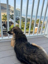 The icing on the cake was the owners allowing us to bring our dog. She loved people watching!