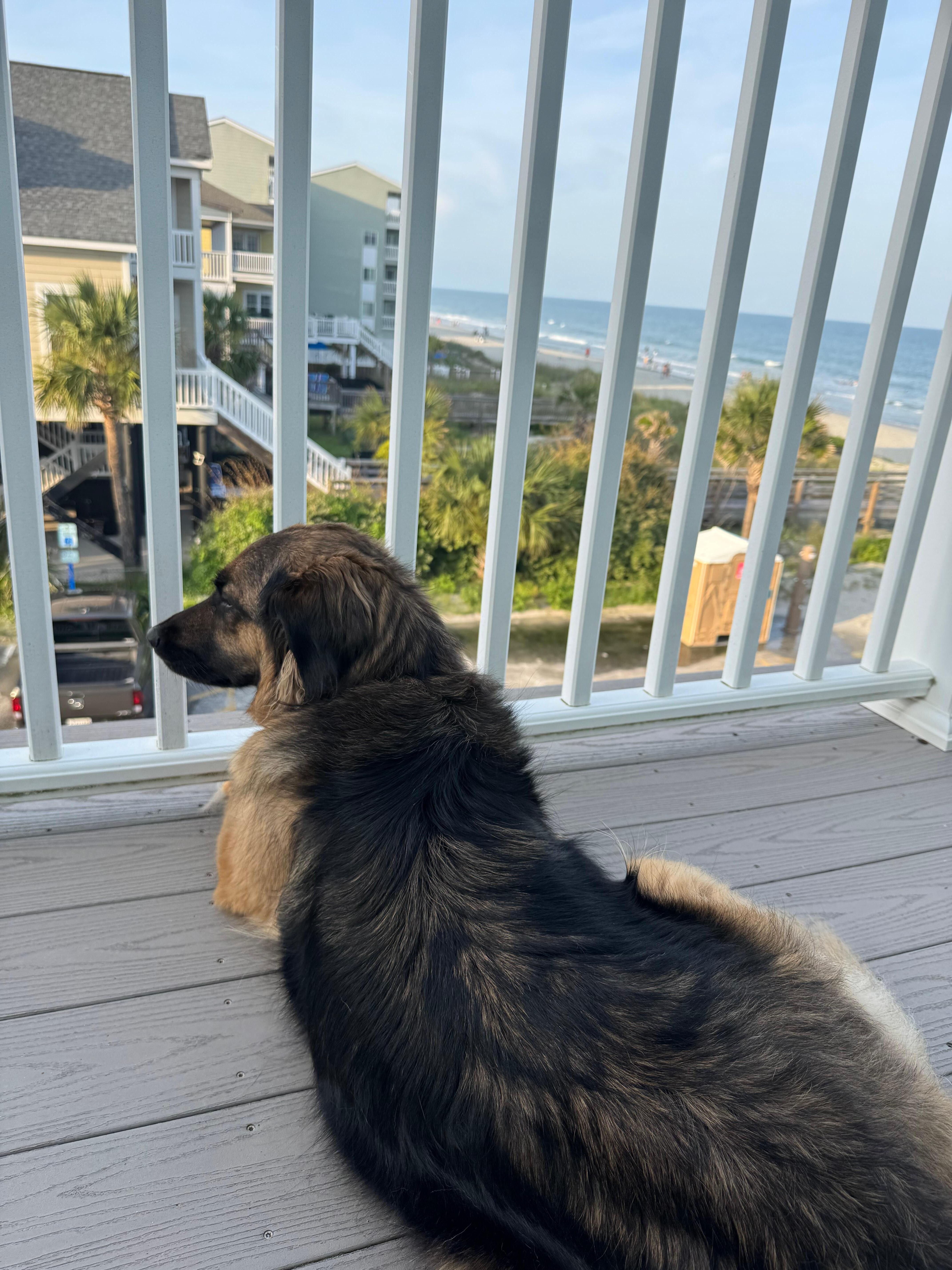 The icing on the cake was the owners allowing us to bring our dog.  She loved people watching!  